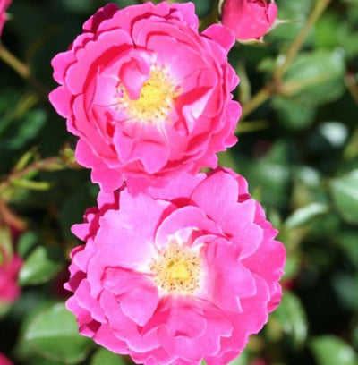 Flirt 2011 – Floribunda Rose (Bare Root, Pre-Order) The Rose Press Garden