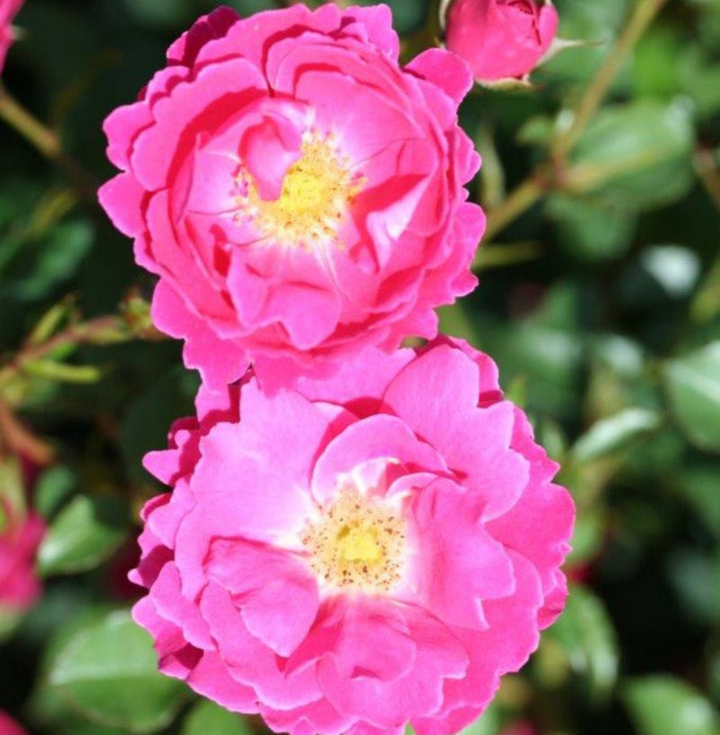 Flirt 2011 – Floribunda Rose (Bare Root, Pre-Order) The Rose Press Garden