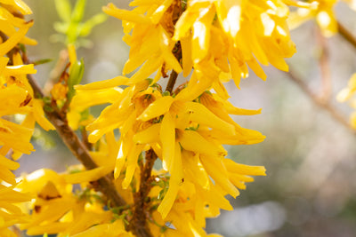 Forsythia x int Lynwood Tree The Rose Press Garden