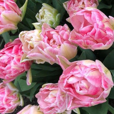 Tulip 'Foxtrot' (15 Bulbs) The Rose Press Garden