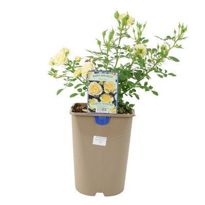 Happy Birthday Floribunda Rose - Cream Blooms in 5.5L Pot The Rose Press Garden