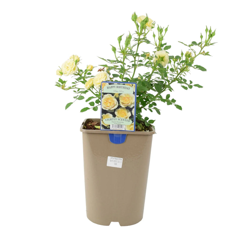 Happy Birthday Floribunda Rose - Cream Blooms in 5.5L Pot The Rose Press Garden