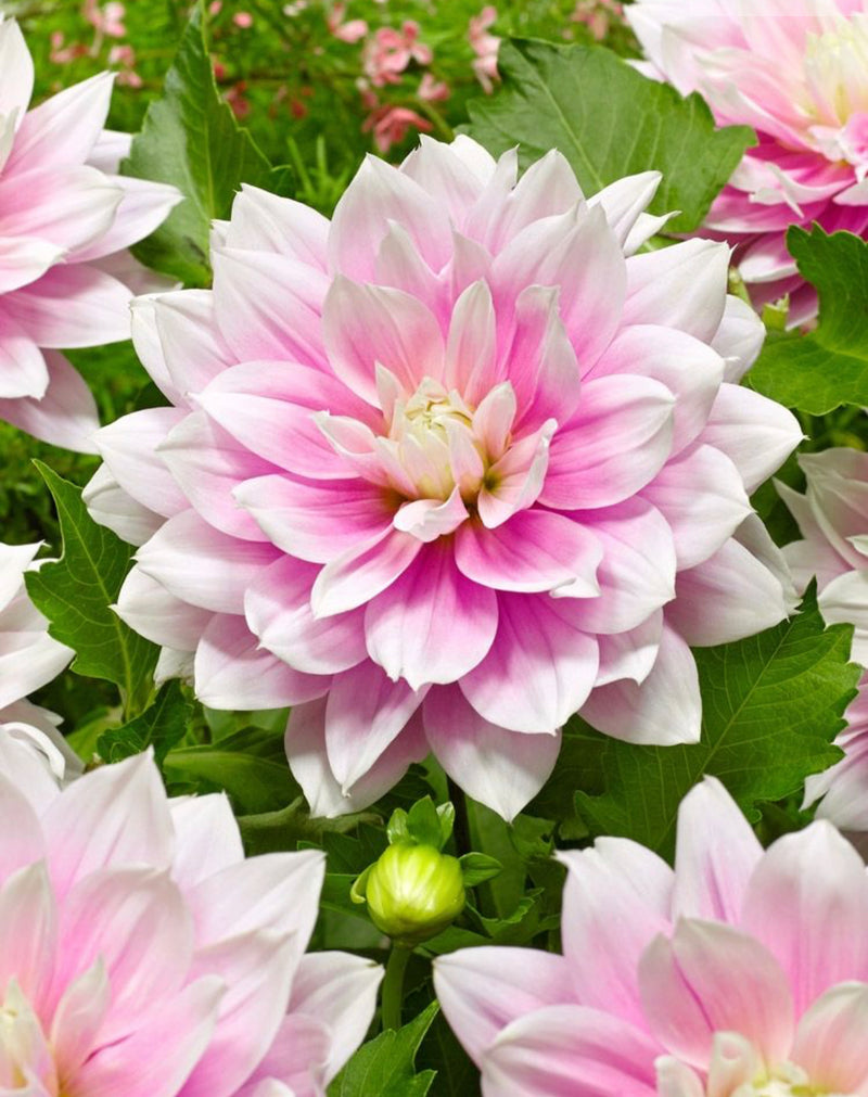 Dahlia &