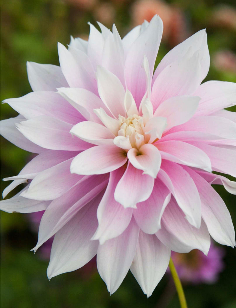 Dahlia &