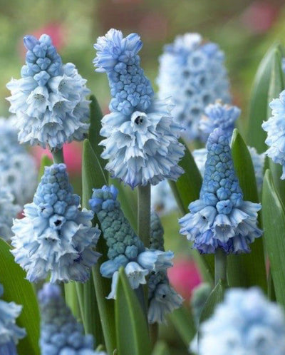 Muscari Azureum (20 Bulbs) The Rose Press Garden