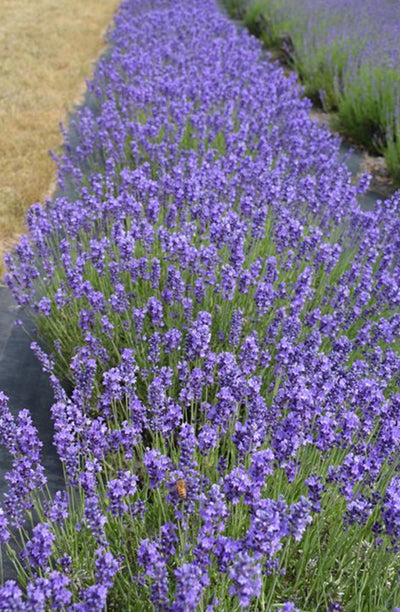 Lavender 'Hidcote' (9cm pot)