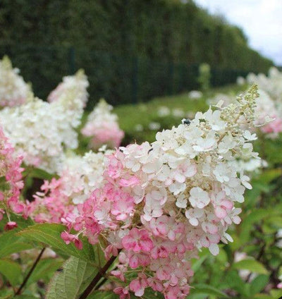 Hydrangea 'Pinky Winky' Shrub (3Ltr Pot)