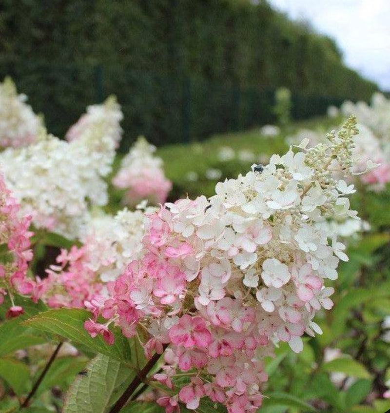 Hydrangea &