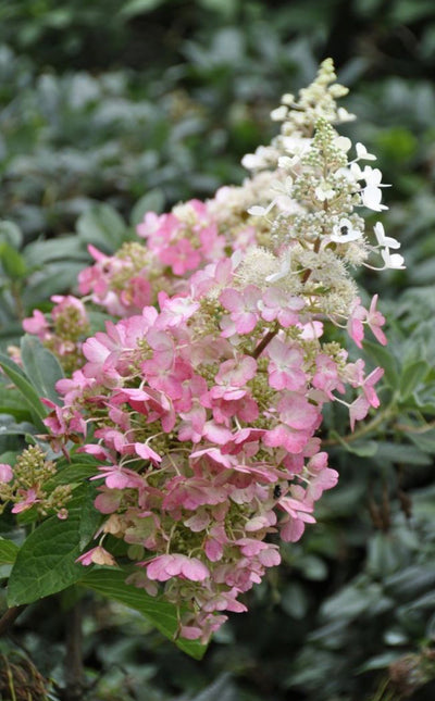 Hydrangea 'Pinky Winky' Shrub (3Ltr Pot)