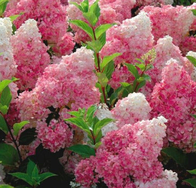 Hydrangea 'Pinky Winky' Shrub (3Ltr Pot)