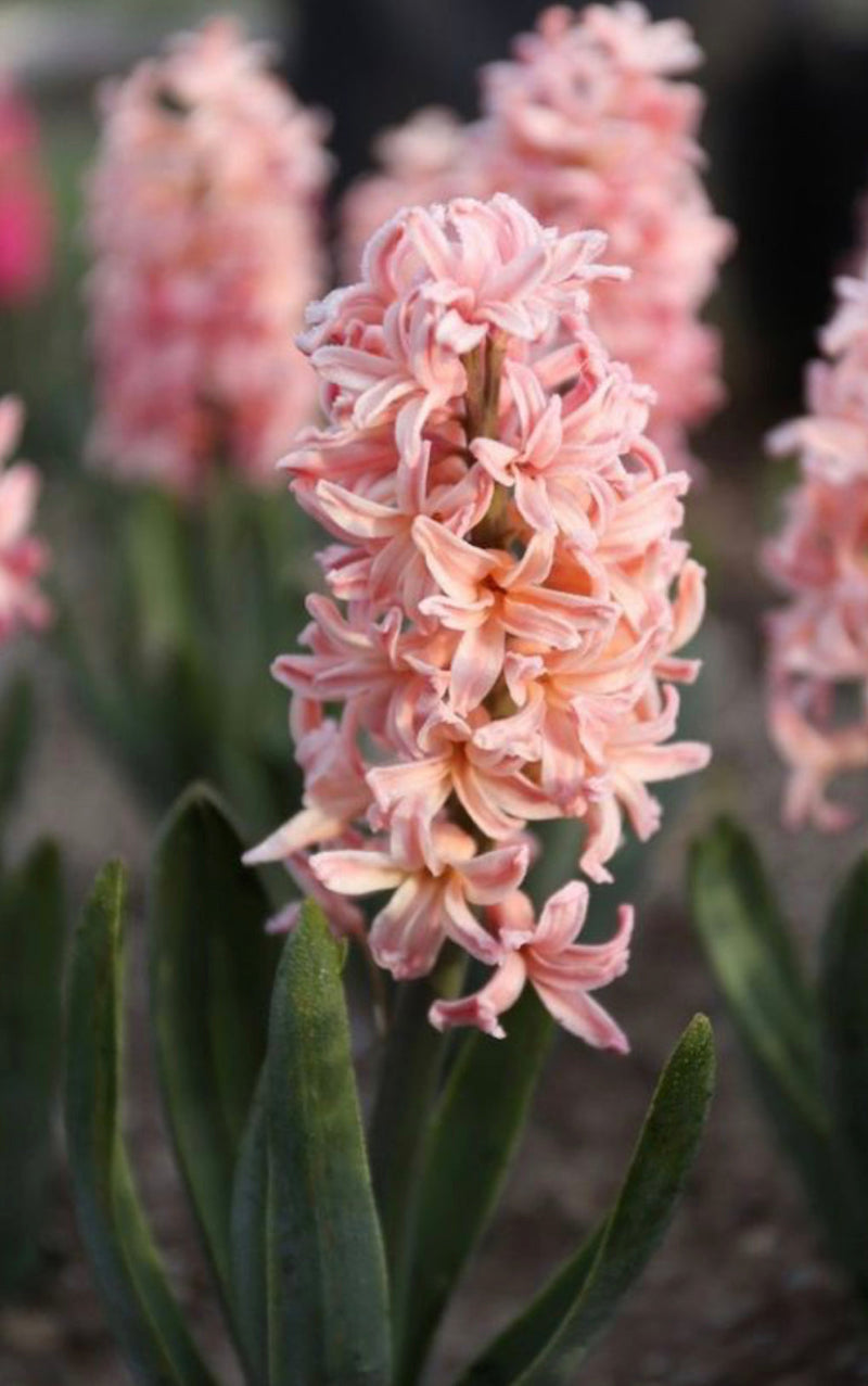 Hyacinth Gipsy Queen (10 Bulbs) The Rose Press Garden
