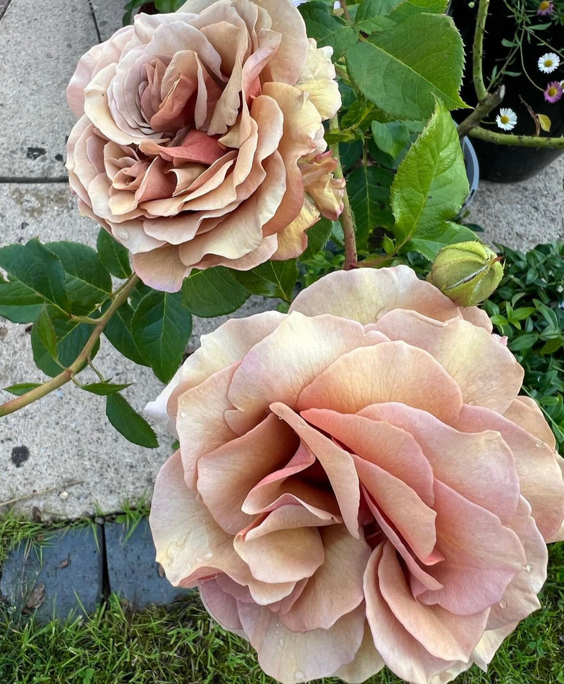 Mocha Rosa Shrub Rose (4L Pot)