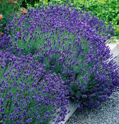 Lavender 'Hidcote' (9cm pot)