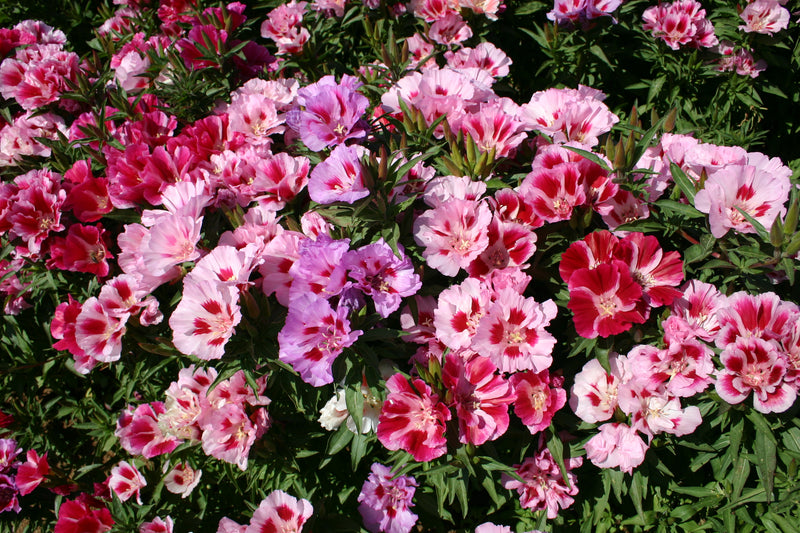 Godetia &