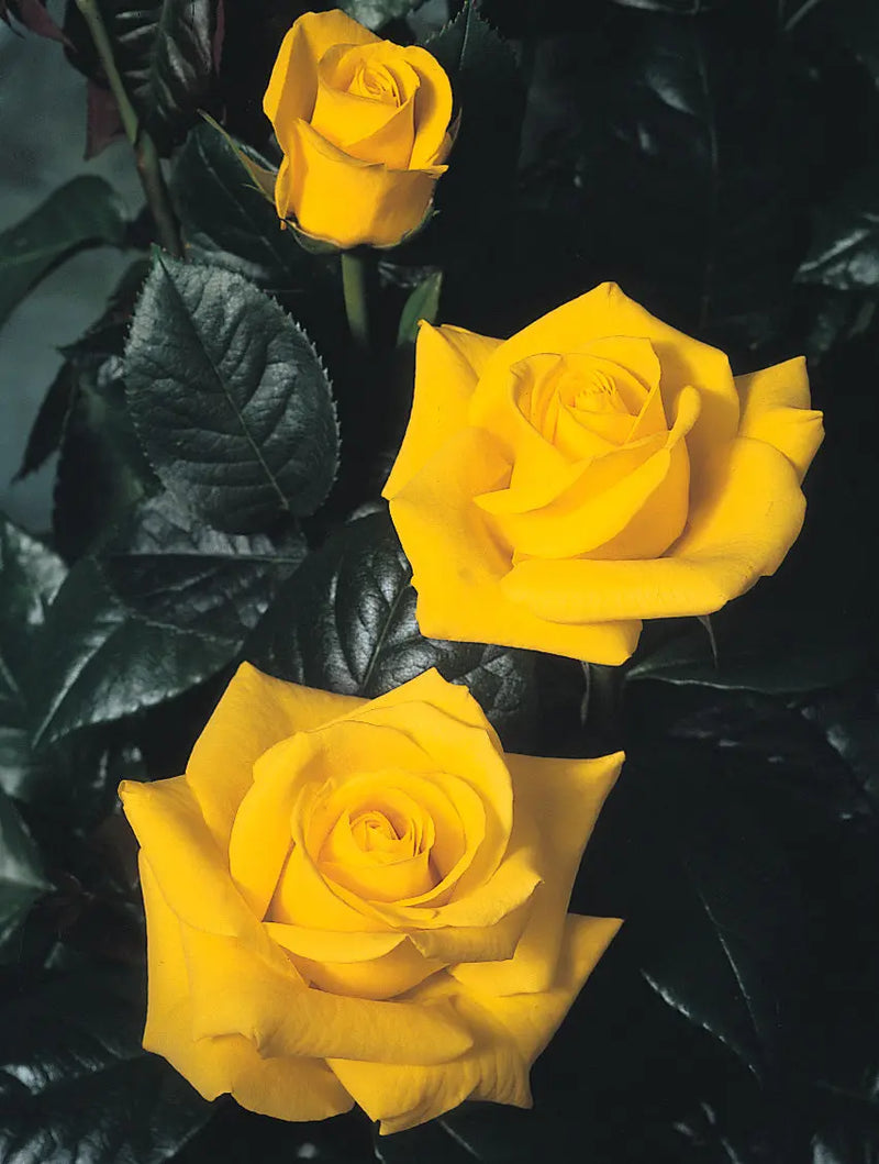 Golden Wedding Rose Bush in 5.5L Pot - Vibrant Yellow Repeat Flowering The Rose Press Garden