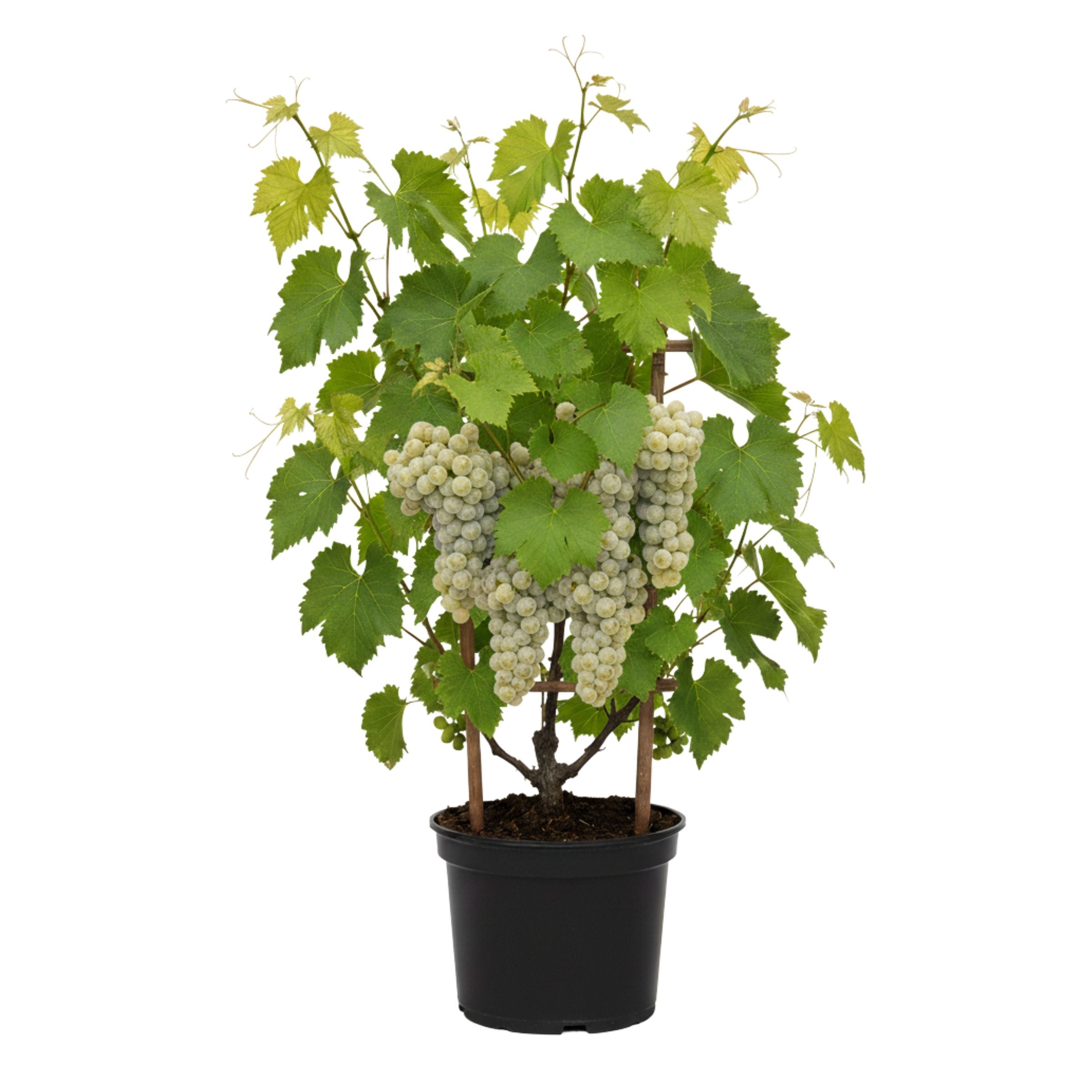 Grape Vitis Centennial White | 3L Potted Seedless Fruit Vine – The Rose ...