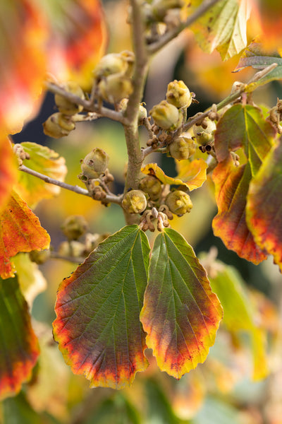 Hamamelis x int Arnold Promise Tree The Rose Press Garden