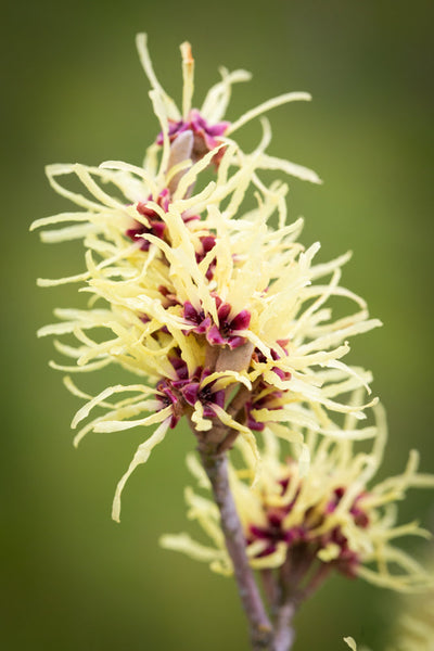 Hamamelis x int Pallida Tree The Rose Press Garden
