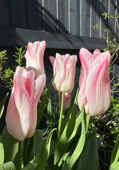 Tulip 'Holland Chic' (15 Bulbs)
