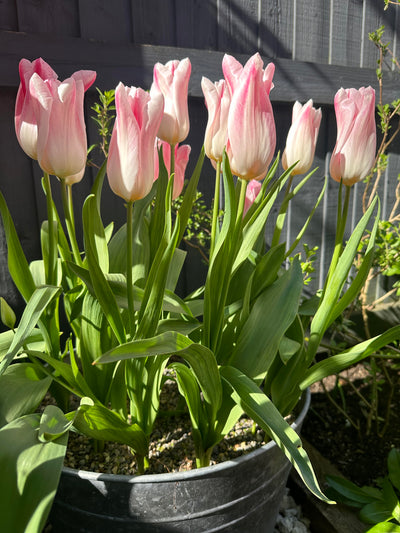 Tulip 'Holland Chic' (15 Bulbs)