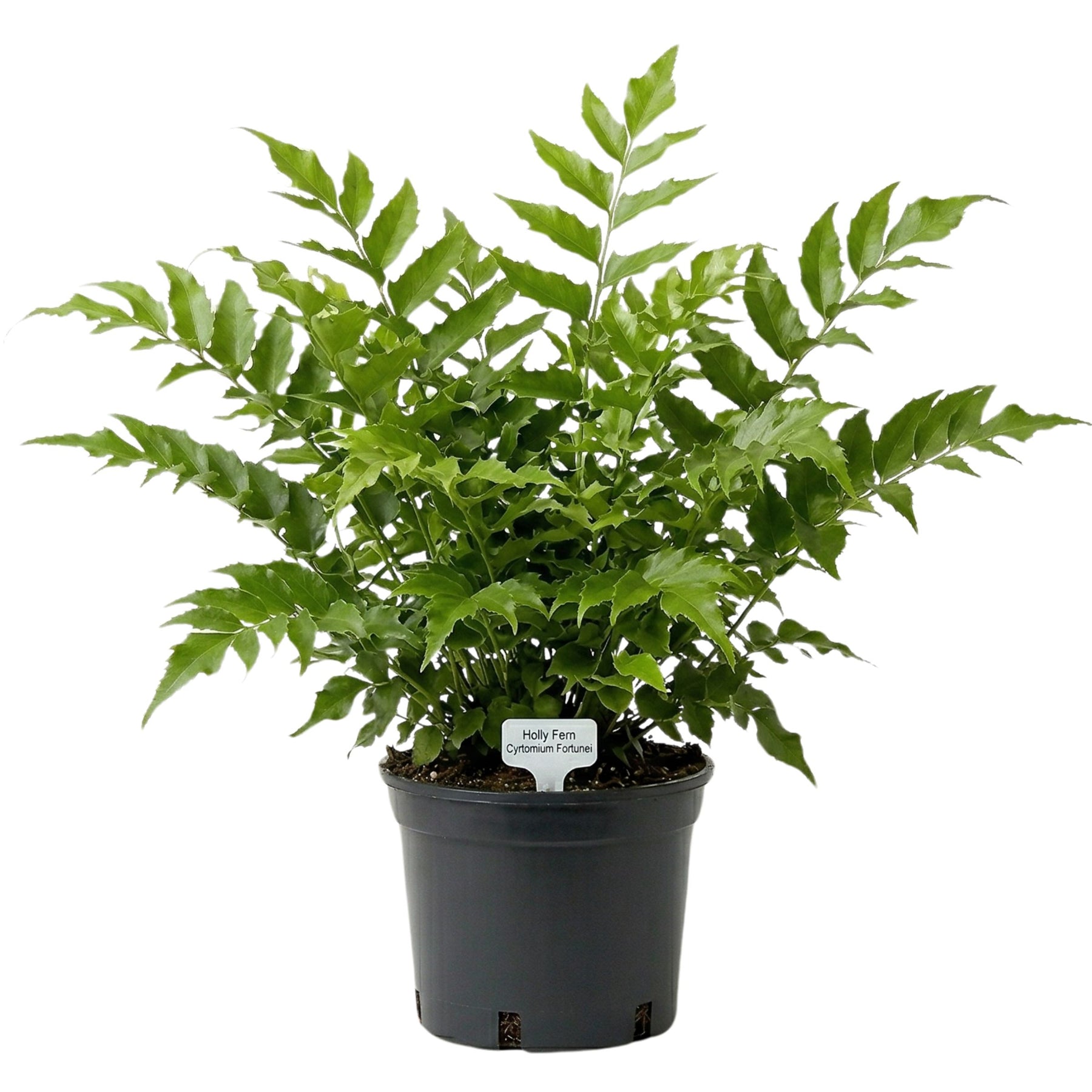Holly Fern Cyrtomium Fortunei | Architectural Evergreen Fern – The Rose ...