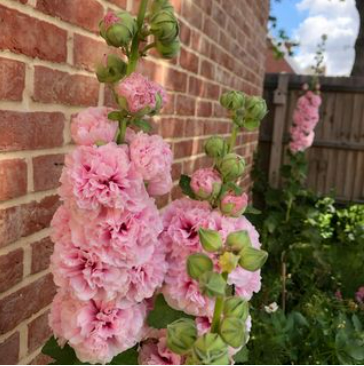 Hollyhock 'Chater’s Double Rose' (SEED SACHET ONLY) The Rose Press Garden