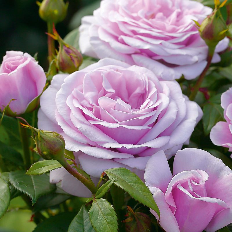Hopes and Dreams – Hybrid Tea Rose (Bare Root, Pre-Order) The Rose Press Garden
