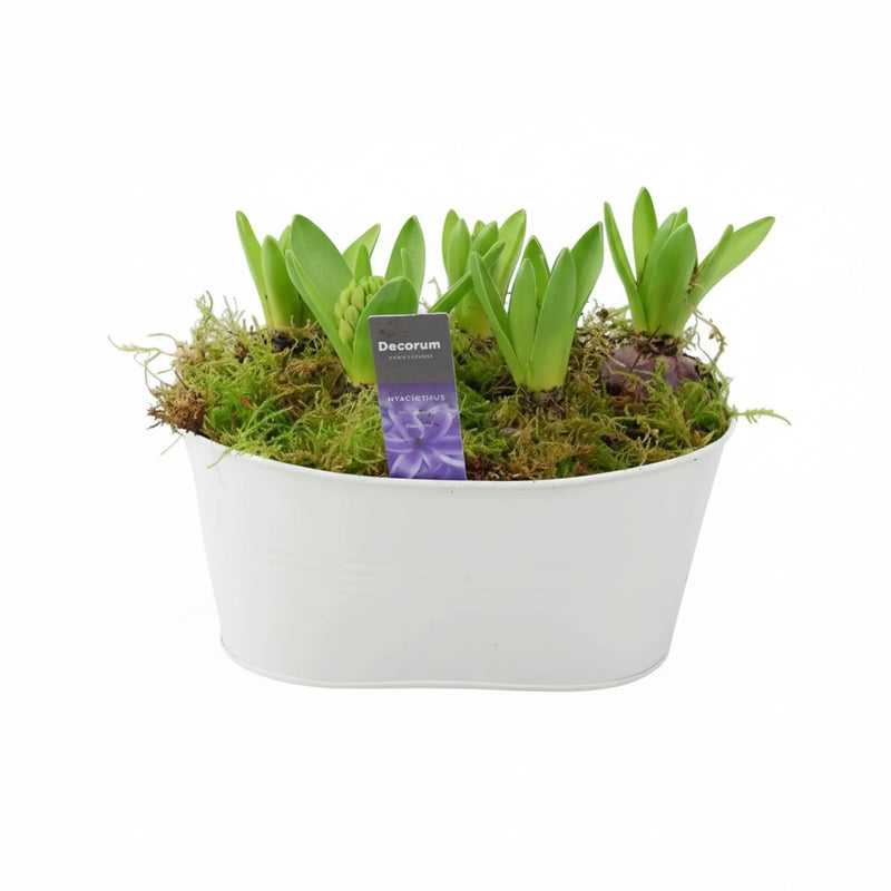 Hyacinth Planter in White Trough – Fragrant Indoor Winter Display 5 Bulbs The Rose Press Garden