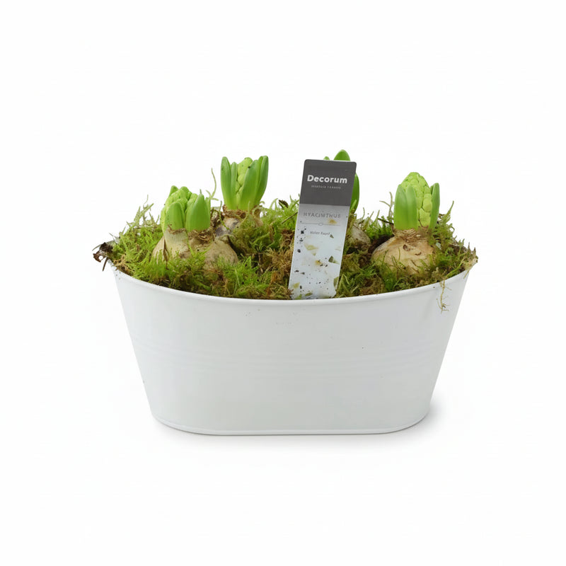 Hyacinth Planter in White Trough – Fragrant Indoor Winter Display 5 Bulbs The Rose Press Garden