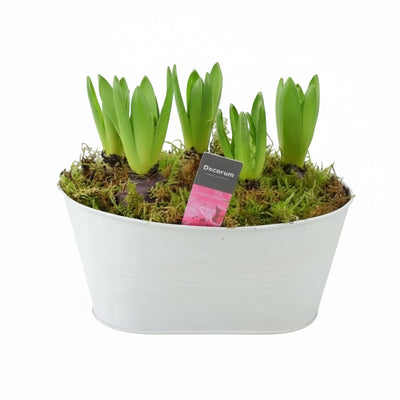 Hyacinth Planter in White Trough – Fragrant Indoor Winter Display 5 Bulbs The Rose Press Garden