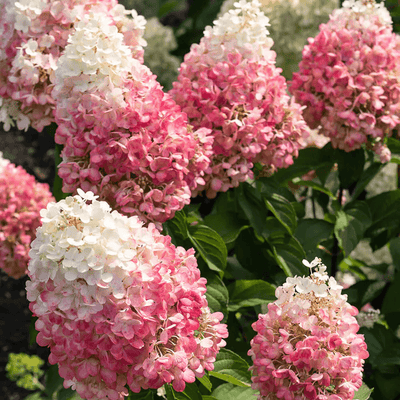 Hydrangea 'Pinky Winky' Shrub (3Ltr Pot)