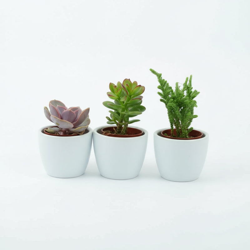 Trio of Succulent Plants in 6cm White Ceramic Pots – Ideal Indoor Gift The Rose Press Garden