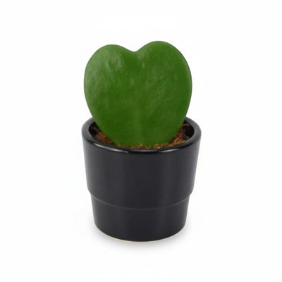 Hoya Kerrii Heart Shaped Succulent Plant 6cm Pot – Easy Care Plant The Rose Press Garden