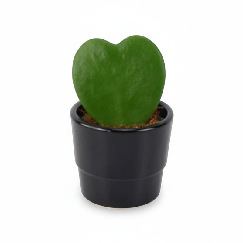 Hoya Kerrii Heart Shaped Succulent Plant 6cm Pot – Easy Care Plant The Rose Press Garden