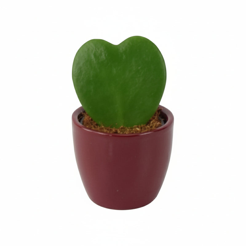 Hoya Kerrii Heart Shaped Succulent Plant 6cm Pot – Easy Care Plant The Rose Press Garden