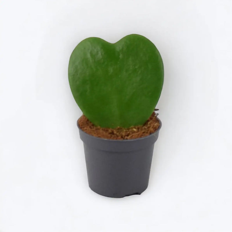 Hoya Kerrii Heart Shaped Succulent Plant 6cm Pot – Easy Care Plant The Rose Press Garden