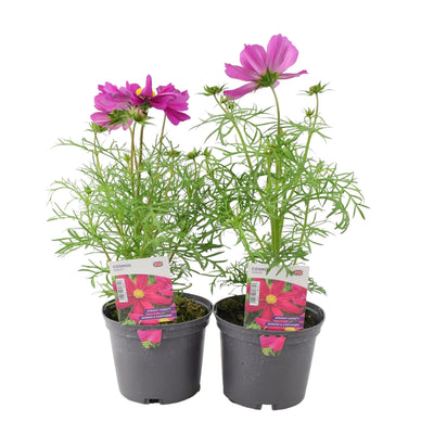 Cosmos Violet (x2) 1L Pots – British-Grown Vibrant Summer Plants for Easy Colour