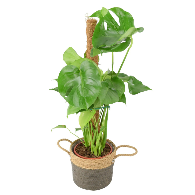 Monstera Deliciosa on 19cm Mosspole - Swiss Cheese Plant The Rose Press Garden