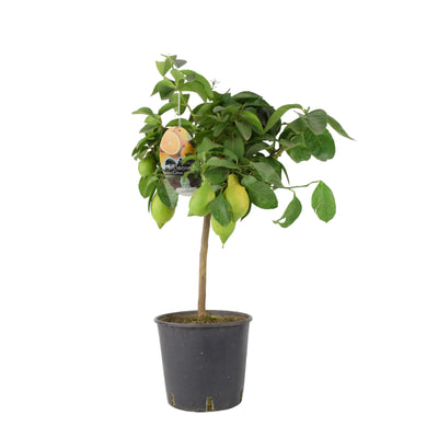 Citrus Lemon Tree in 19cm Pot – Indoor Outdoor Fruit Tree The Rose Press Garden