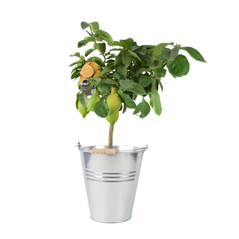 Citrus Lemon Tree in 19cm Pot – Indoor Outdoor Fruit Tree The Rose Press Garden