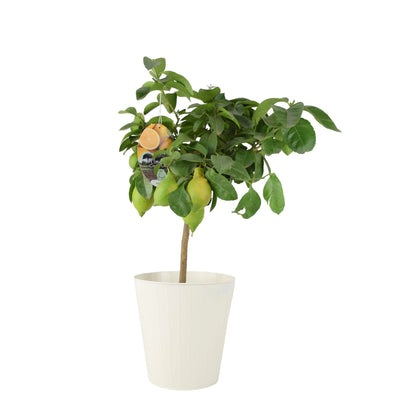 Citrus Lemon Tree in 19cm Pot – Indoor Outdoor Fruit Tree The Rose Press Garden