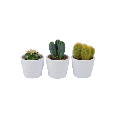 Cactus Mixed 5.5cm x 3 Pots - Easy Care Cacti Collection for Indoor Spaces The Rose Press Garden