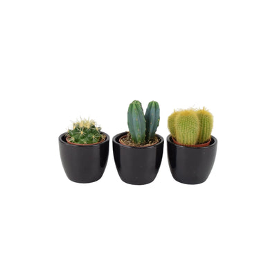 Cactus Mixed 5.5cm x 3 Pots - Easy Care Cacti Collection for Indoor Spaces The Rose Press Garden