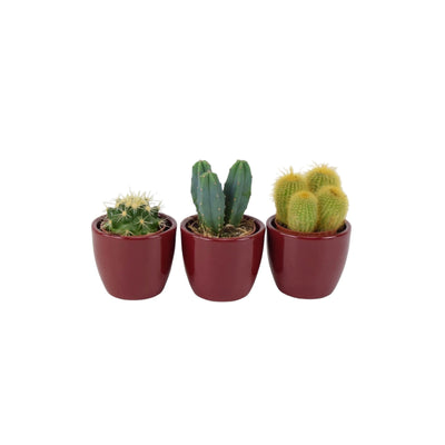 Cactus Mixed 5.5cm x 3 Pots - Easy Care Cacti Collection for Indoor Spaces The Rose Press Garden