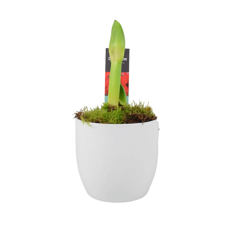 Amaryllis Red in 12cm Pot - Stunning Christmas Flowering Bulb with Vibrant Blooms The Rose Press Garden