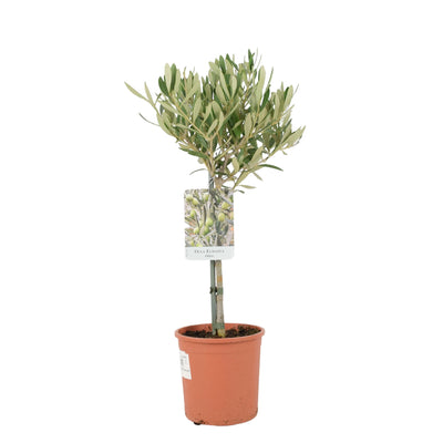 Olive Tree 50-60cm - Mediterranean Garden Plant The Rose Press Garden