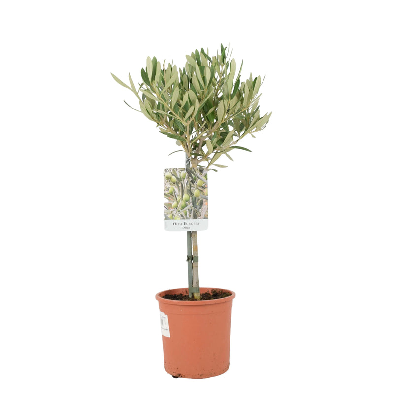 Olive Tree 50-60cm - Mediterranean Garden Plant The Rose Press Garden