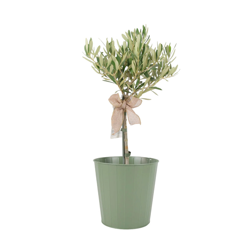 Olive Tree 50-60cm - Mediterranean Garden Plant The Rose Press Garden