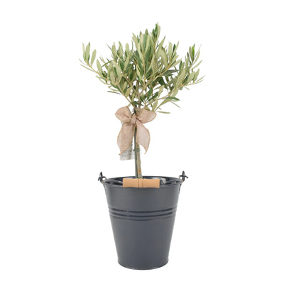 Olive Tree 50-60cm - Mediterranean Garden Plant The Rose Press Garden