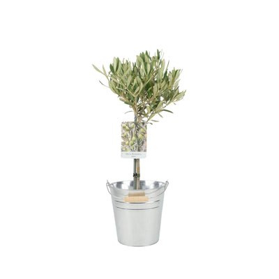 Olive Tree 50-60cm - Mediterranean Garden Plant The Rose Press Garden